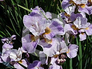 Iris Ãâ sibtosa Ã¢â¬ËLavender LandscapeÃ¢â¬â¢ with beautiful lavender pink fall petals, paler standards, styles - near white and small photo